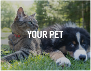 Abergele Community Platform Your Pet Category