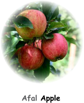 Applephoto