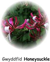 Honeysucklephoto