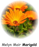 Marigoldphoto