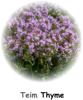 Thymephoto